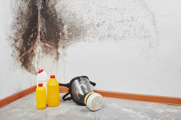 Best Commercial Mold Removal  in Streetsboro, OH