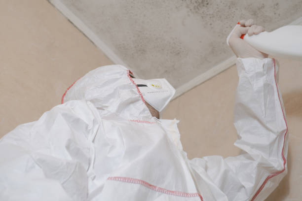 Best Local Mold Removal Service  in Streetsboro, OH