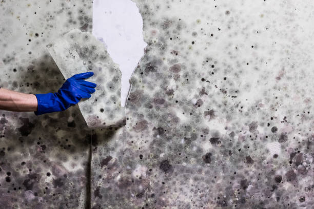 Mold Testing and Removal in Streetsboro, OH